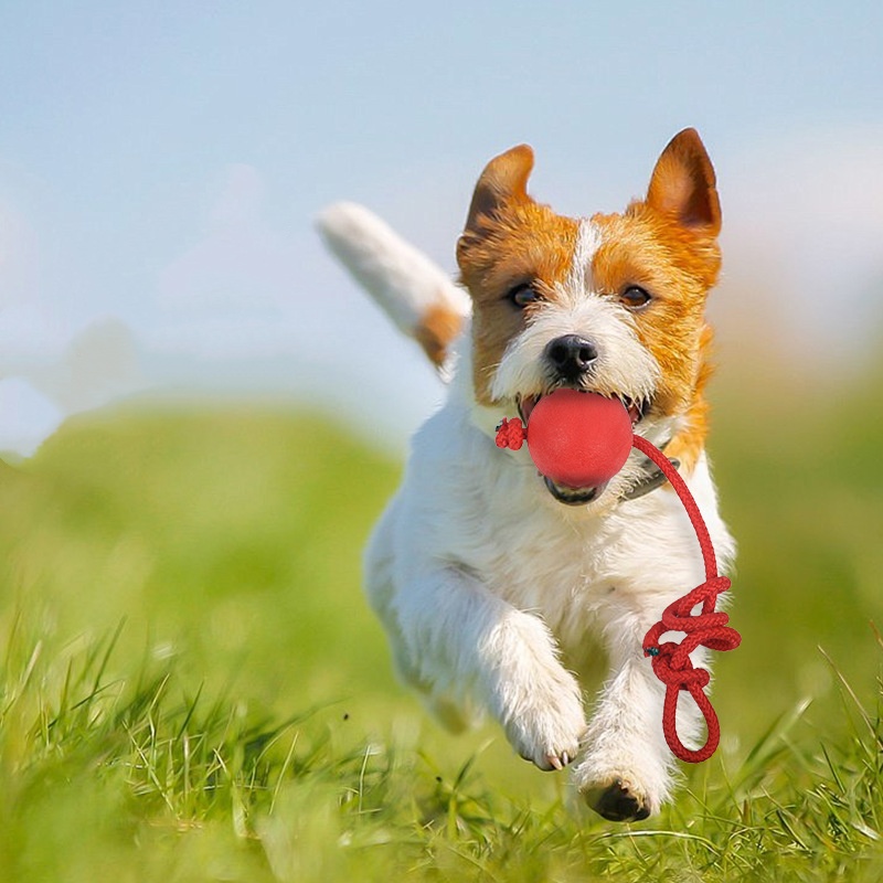 Indestructible Dog Ball with R - Indestructible Dog Chew Toy recension och pris